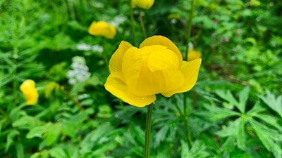 Dotterblumen wachsen in den Wäldern um Badia