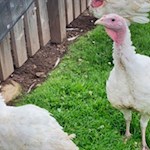 Die Truthähne der Maiser Alm