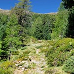 Allmählich lichtet sich der Wald...