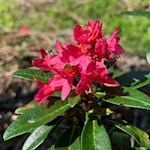 Im Frühsommer gedeihen warm leuchtende Alpenrosen am Wegesrand zur Ramitzler Schwaige