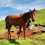 Pferde auf der Seiser Alm