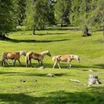 Jenesien ist die Heimat der Haflinger