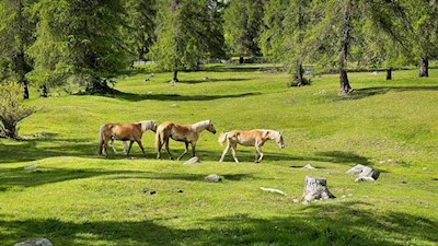 Jenesien ist die Heimat der Haflinger