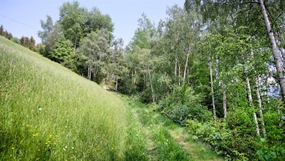 Der letzte Anstieg führt durch malerische Wiesen und Wälder