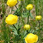 Dotterblumen am Wegesrand