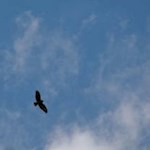 Greifvogel im Steigflug