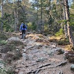 Vom Loden steigt der Weg Nr. 9 durch den Wald an