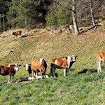 Auf dem Weg zu den Erdpyramiden treffen wir auf neugierige Kühe