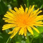 Im Frühling bringen bunte Blumen die Vöraner Wiesen zum Leuchten