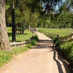 Sonneliebende Lärchen und bunte Blumenwiesen prägen den Salten