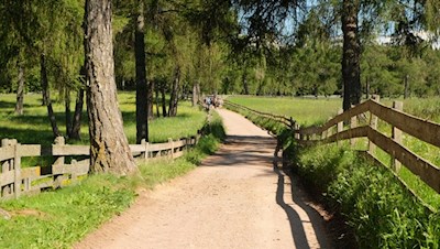 Sonneliebende Lärchen und bunte Blumenwiesen prägen den Salten