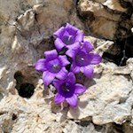 Moretti-Glockenblume