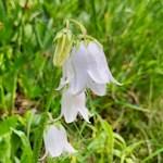 Glockenblume am Ratschinger Almenweg