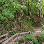 Im Frühling gedeihen auf den schattigen Waldböden zahlreiche Leberblümchen und Huflattiche