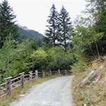 Der breite Wanderweg taucht sogleich in einen Nadelwald ein