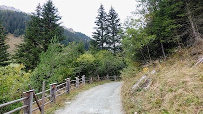 Der breite Wanderweg taucht sogleich in einen Nadelwald ein