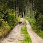 Durch den Wald zum Schloss Welsperg