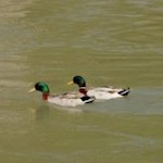 Erpel an der Mündung des Gaderbaches in die Rienz