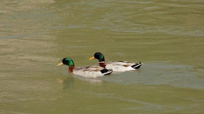 Erpel an der Mündung des Gaderbaches in die Rienz