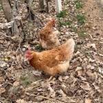 Selbst Hennen sind in den Natzer Apfelwiesen anzutreffen