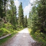 Der Weg Nr. 18 führt durch den Wald zu den Armentarawiesen zurück