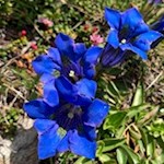 Die Bergwiesen um den Golfen sind von tiefblauen Enzianen übersät