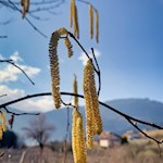 Auch Haselnusssträucher säumen den Weg