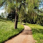 Die Lärche ist die zweithäufigste Baumart in Südtirol