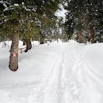Hinter der Welschellener Alm zieht sich die Spur durch den verschneiten Nadelwald
