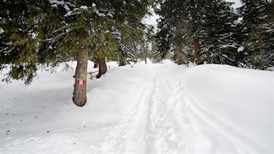 Hinter der Welschellener Alm zieht sich die Spur durch den verschneiten Nadelwald