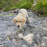 Auch Hunden gefällt es am Mühlenweg
