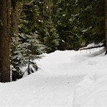 Sanft führt der Wanderweg durch den stillen Winterwald