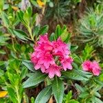 Alpenrose auf der Plose