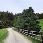 Auf dem Rückweg kann man auch dem breiten Wanderweg folgen