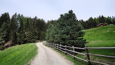 Auf dem Rückweg kann man auch dem breiten Wanderweg folgen