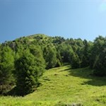 Allmählich lichtet sich der Wald...