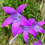 Auch die zarte Glockenblume gedeiht in den Sterzinger Wiesen