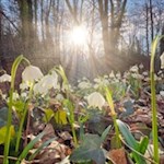 Bereits Ende Februar blühen im Frühlingstal tausende Märzenbecher