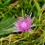 Zarte Blumen blühen auf dem Ritten