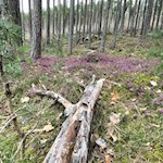 In Kieferwäldern gedeiht farbenfrohes Heidekraut