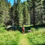 Der Weg zu den Schrüttenseen führt durch schattenspendende Wälder