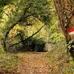 Die Wanderung zum und um den Wolfsgrubener See ist gut markiert