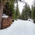 Der Weg zur Weizgruberalm wird von hohen Baumriesen umstanden