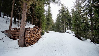 Der Weg zur Weizgruberalm wird von hohen Baumriesen umstanden