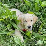 Die Wanderung zum Pojer Wasserfall ist auch für Hunde ein schönes Wanderziel