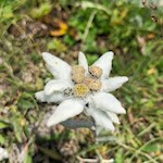 Edelweiß nahe der Pieralongia Hütte