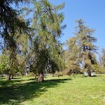 Die idyllischen Lärchenwiesen sind das Wahrzeichen des Salten 