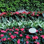 Il giardino botanico presso la cascata del Varone, è curato nei minimi dettagli.