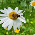 Margerite am Ratschinger Almenweg