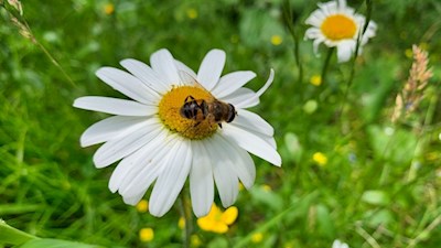 Margerite am Ratschinger Almenweg